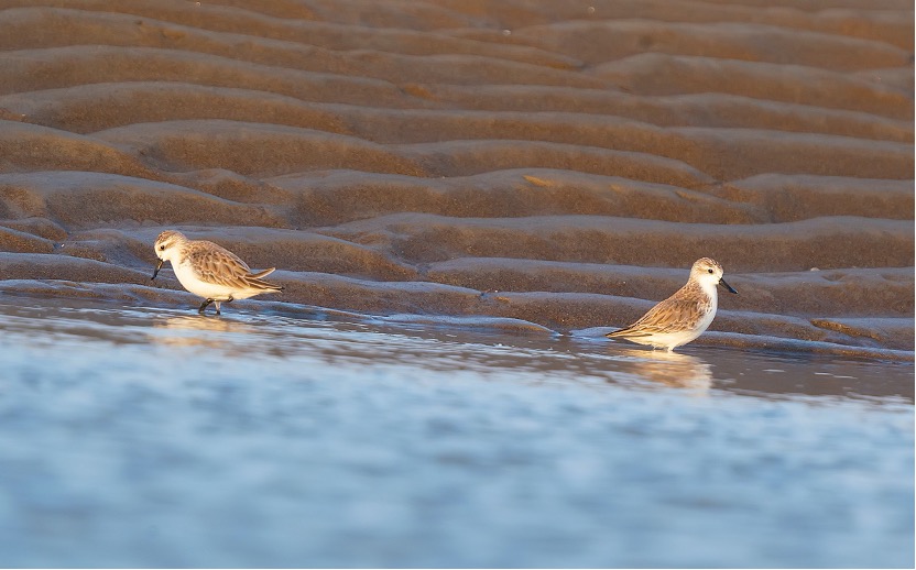 Spoon-billed Sandpiper